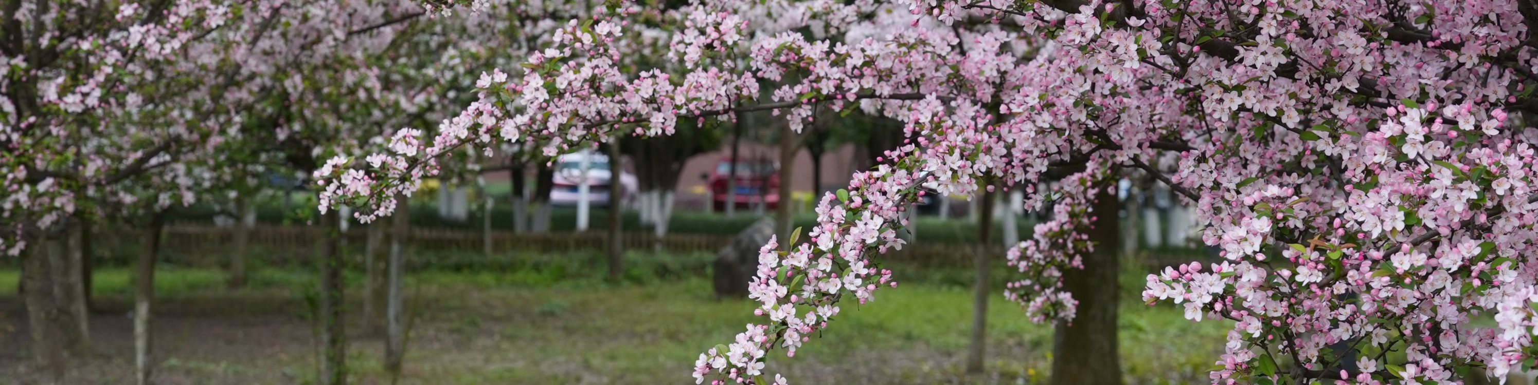 校友林海棠花