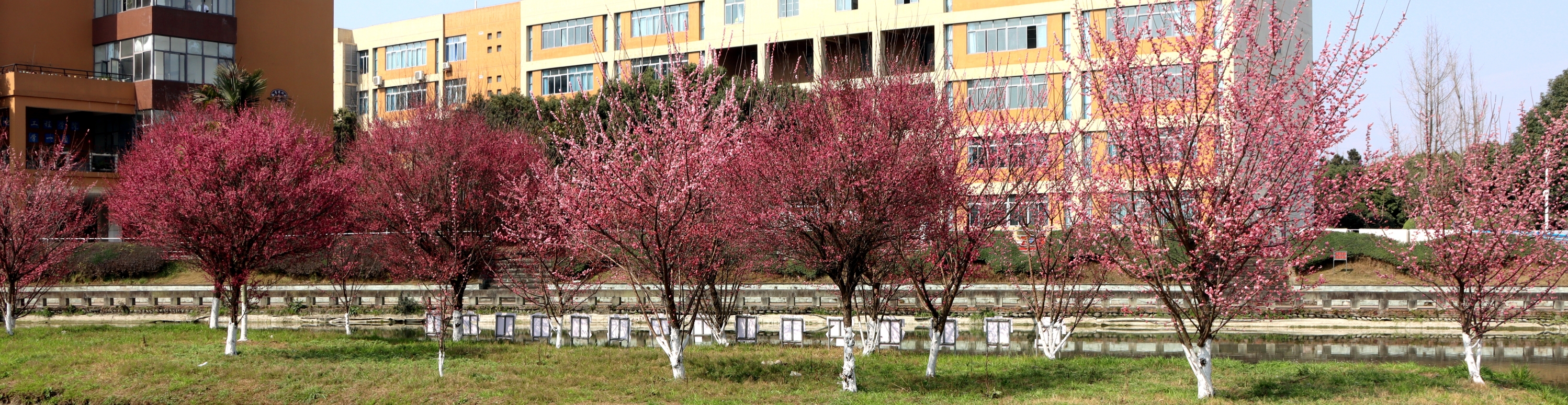 春风染岛